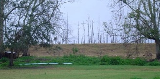 dead trees on the other side of the levee