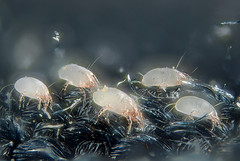 Dust mites can thrive in a dirty air conditioning duct system, but is cleaning the answer?