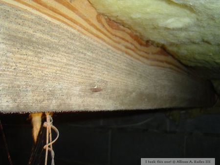 moisture problem mold on floor joist in crawl space sml