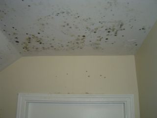 moisture management problem mold growing on drywall
