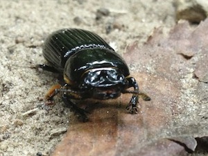 beetle bug trail woods 300