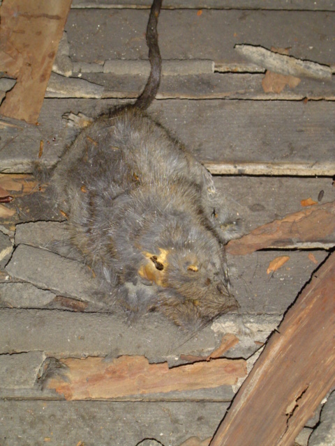 dead rat attic halloween