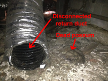 A disconnected duct next to a dead possum