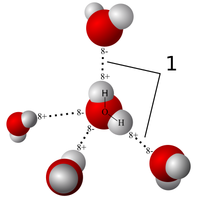 hydrogen bonds in water