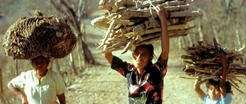 solar-cookers-internatioal-carry-firewood-Guatemala