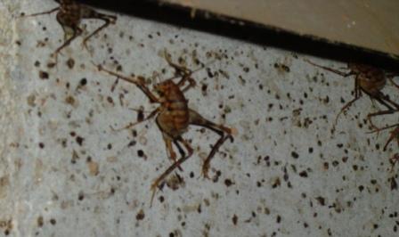 crawl-space-camel-cricket.jpg