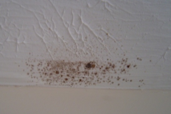 mold-ceiling-high-humidity-winter.jpg