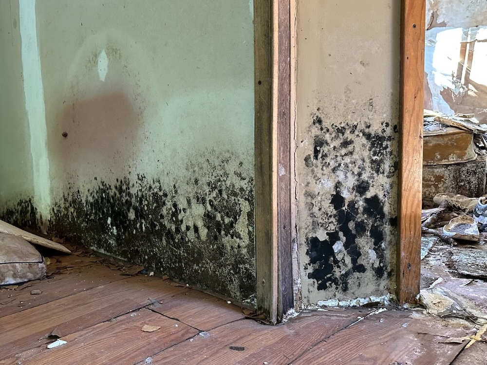 Microbial growth in a coastal home destroyed by hurricanes